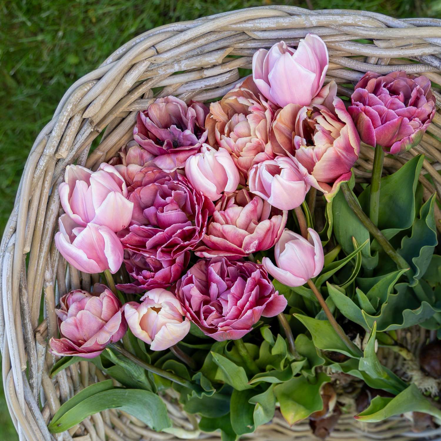 Tulipanblanding 'Antique Rose'